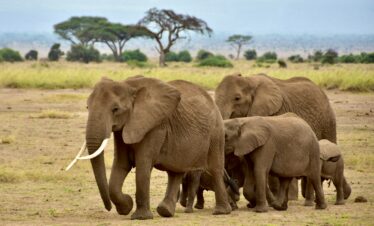 Amboseli