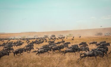 Wildebeest Migration 2024